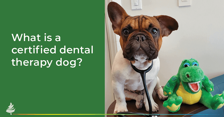 Suffer from Dental Fears? Dogtor Ziggy Makes Your Next Visit Anxiety-Free!